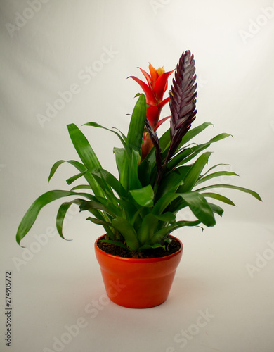 fleur tropical