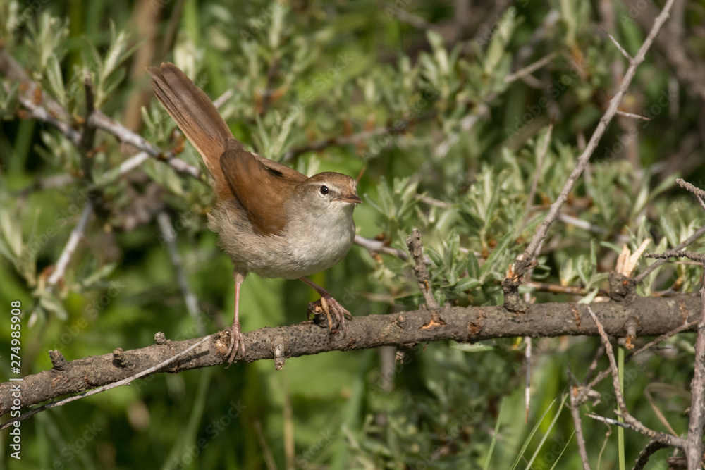 Fototapeta premium Stunning bird photo. Cetti's warbler / Cettia cetti