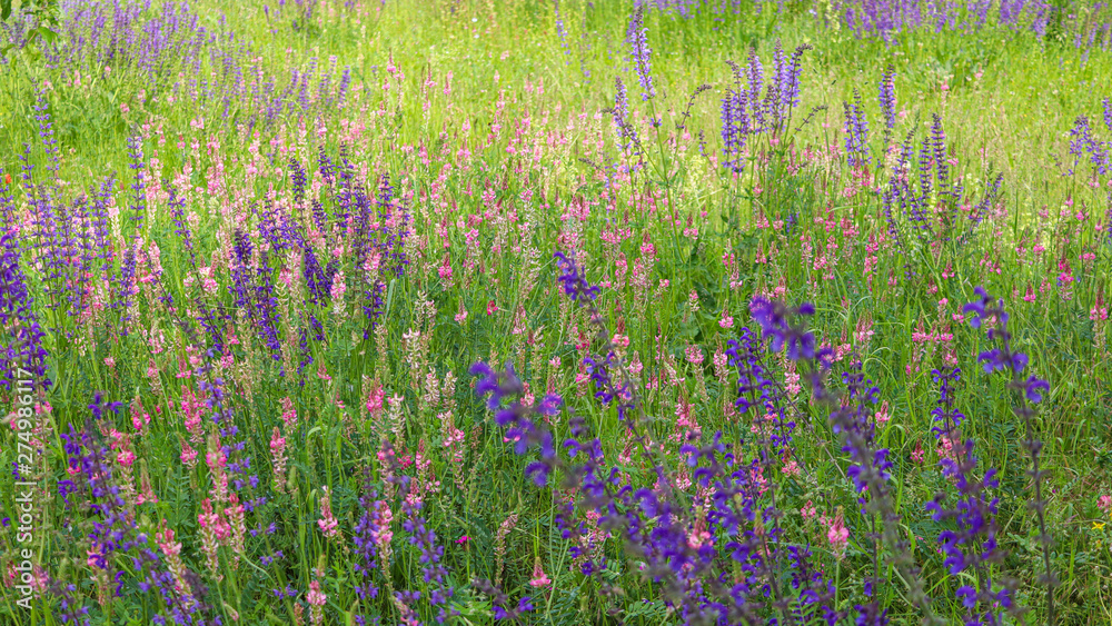 Obraz premium Wildflowers