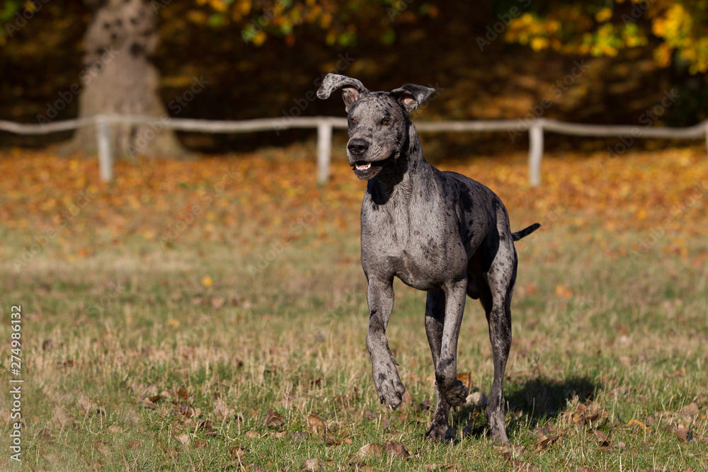 Deutsche Dogge blau