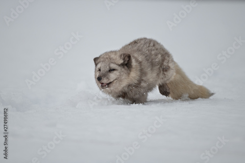 Beautiful arctic fox, standing on a hill in the snow, winter, Canada © vaclav