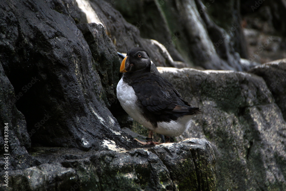 Fototapeta premium Atlantic puffin bird