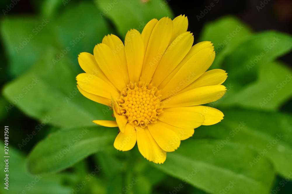 Beautiful yellow flower on a green background, macro high quality. Beautiful yellow flower on a green background, macro high quality.