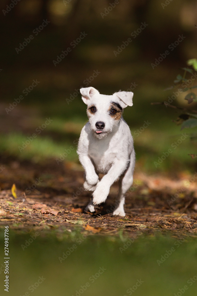 Obraz premium Parson Jack Russel Terrier im Herbst