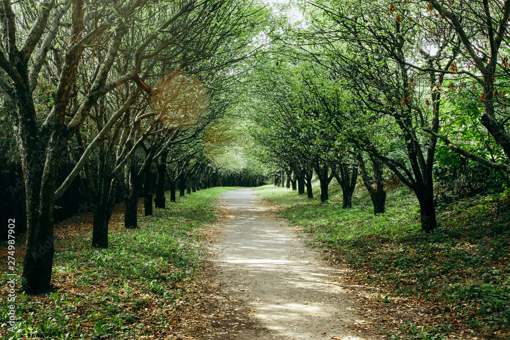 Naklejka premium Trees along the empty pathway in the park