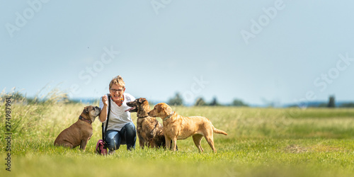 Photography Dog sitter is walking  with many dogs on a leash