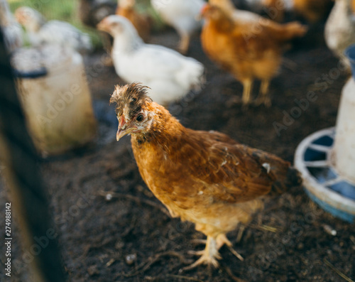 A brood of small chickens on a poultry farm