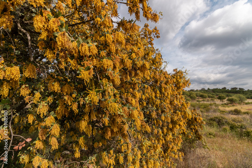 Quercus ilex. Holm oak tree