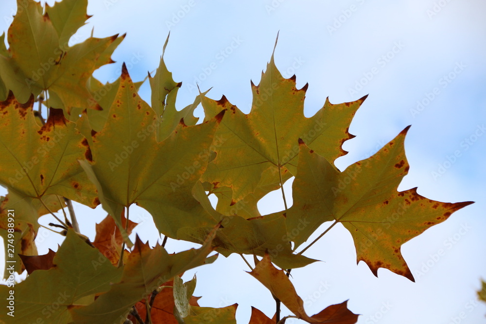Fototapeta premium Norway maple tree