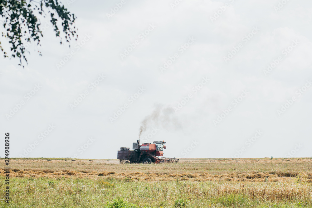 Fototapeta premium Combain collecting harvest on the field