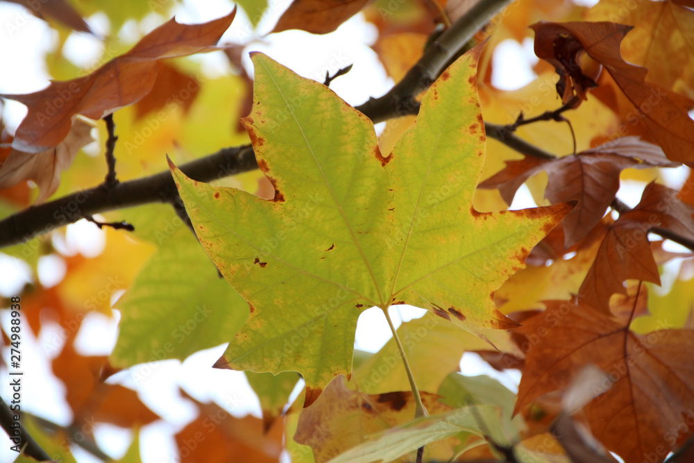 Fototapeta premium Norway maple tree