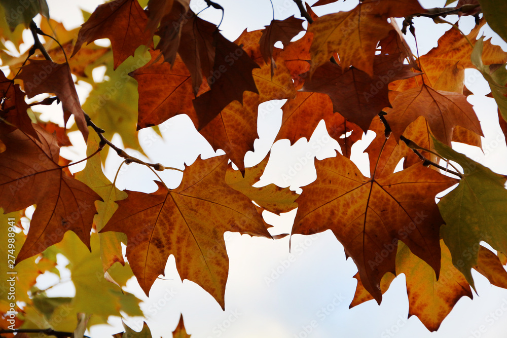 Norway maple tree Norway maple tree