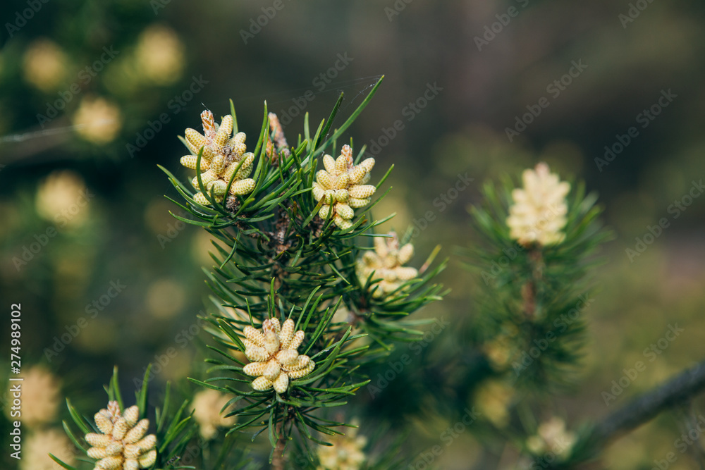 Blooming of a pine tree. Blurred branches Blooming of a pine tree. Blurred branches