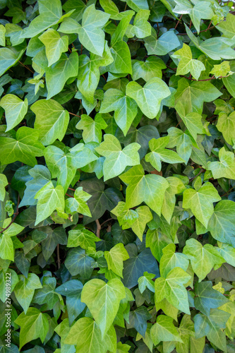 green ivy climbing in garden