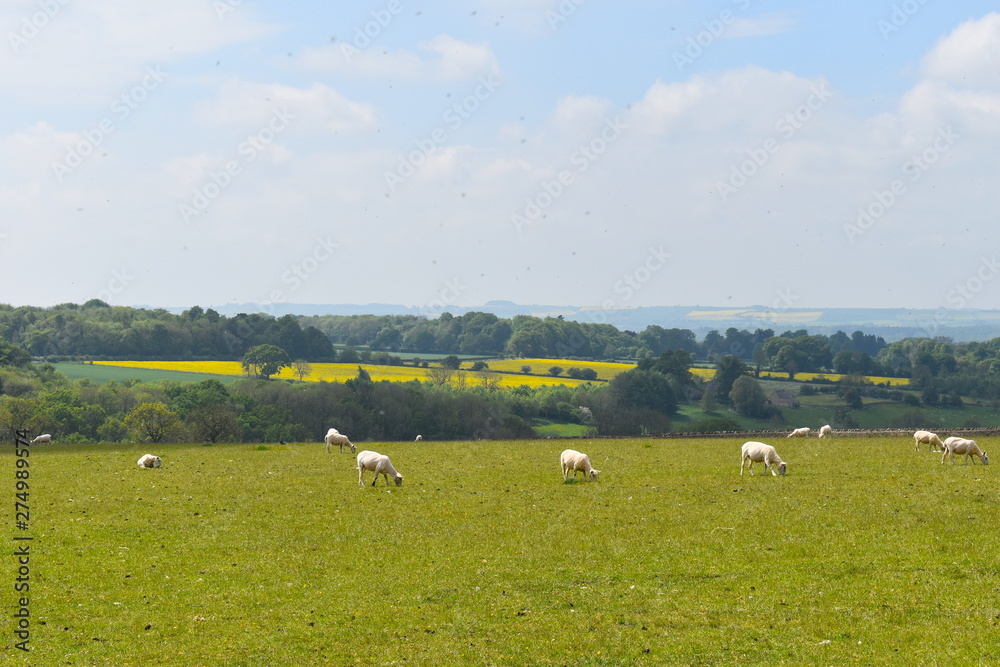 Obraz premium Sheep grazing. Cotswold sheep is a breed of domestic sheep originating in the Cotswold hills of the southern midlands of England. They are traditionally calm and friendly and mostly have white faces.