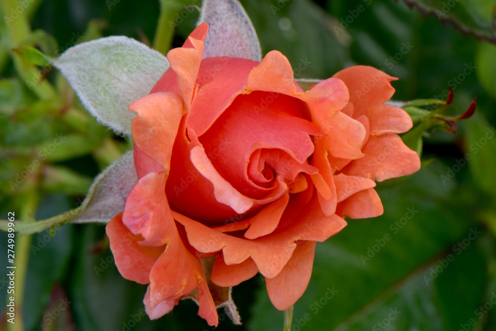 Obraz premium Easy Does It Orange Rose Flower