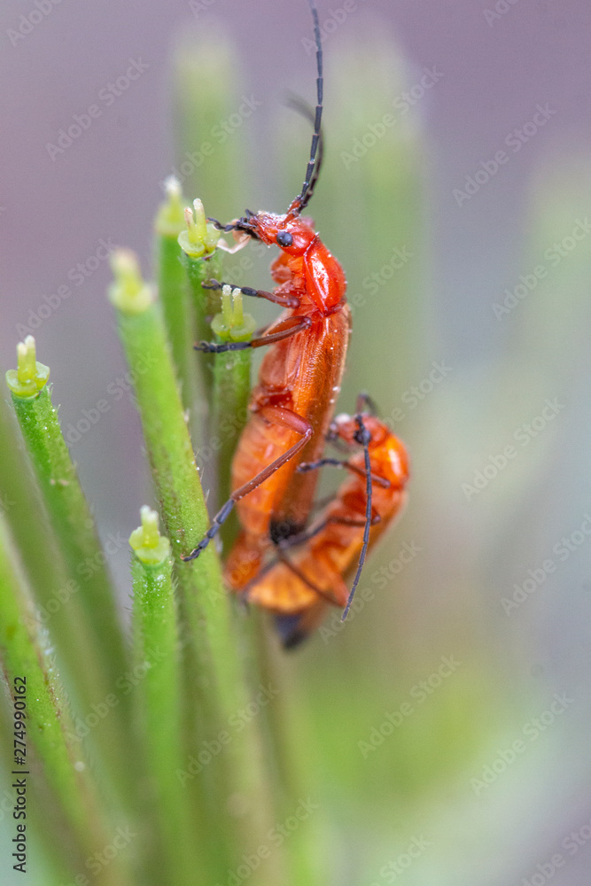 Naklejka premium beetle bug (Leptopalpus rostratus)