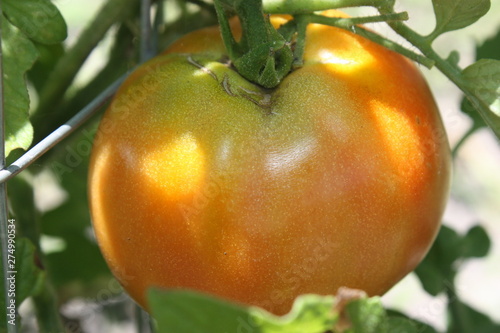 tomatoes ripening on the vine