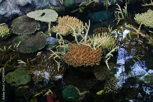 Corals and marine life
