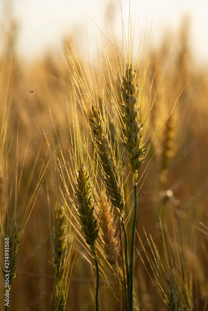 Grain field. Space for wheat. Land for agricultural purposes. Food base of the human race. Grain field. Space for wheat. Land for agricultural purposes. Food base of the human race.