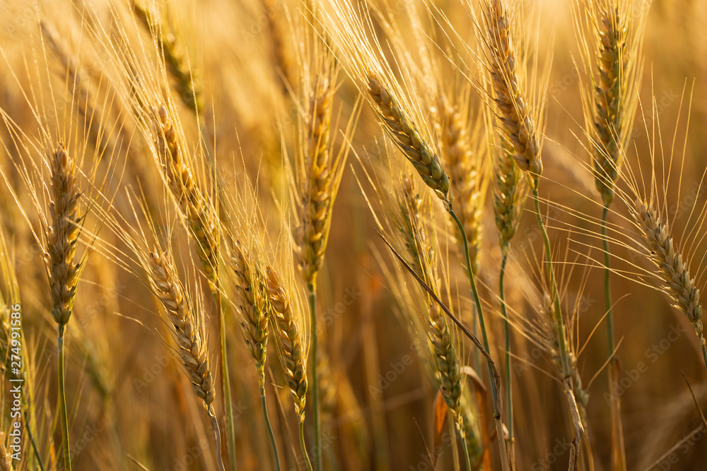 Grain field. Space for wheat. Land for agricultural purposes. Food base of the human race. Grain field. Space for wheat. Land for agricultural purposes. Food base of the human race.