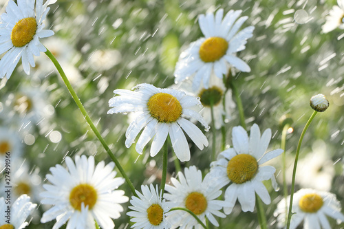 Summer rain in the garden and daisies with drops on the bokeh background  blurred focus.