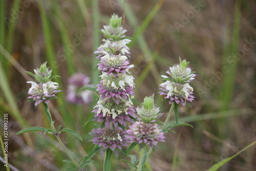 Lemon Bee Balm