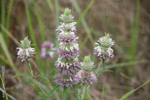 Lemon Bee Balm