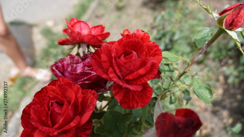 beautiful scarlet roses