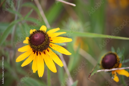 yellow wildflower