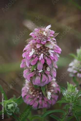 Lemon Bee Balm