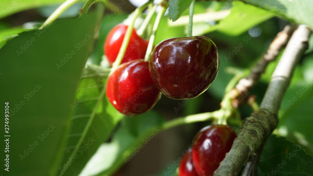 Bright ripe juicy berries of red cherries on a branch with green leaves in the garden Bright ripe juicy berries of red cherries on a branch with green leaves in the garden