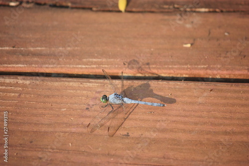 dragonfly sitting on pier