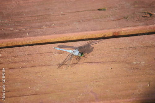 dragonfly sitting on pier