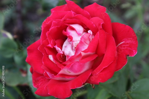 red rose from garden
