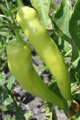 green banana peppers in garden