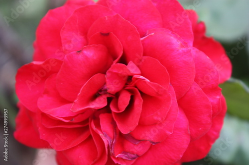 red rose from garden