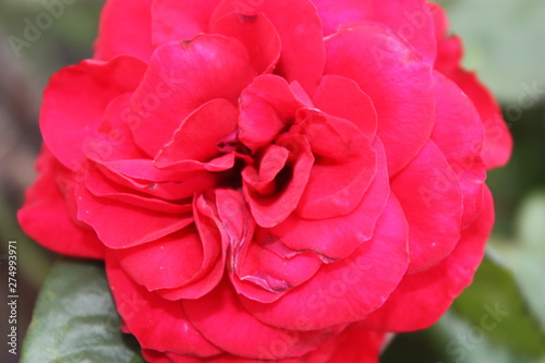 red rose from garden