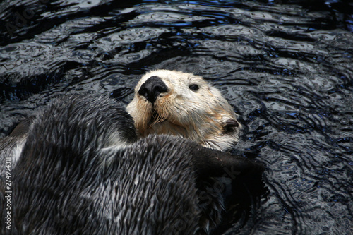 sea otter (Enhydra lutris) © Mauro Rodrigues