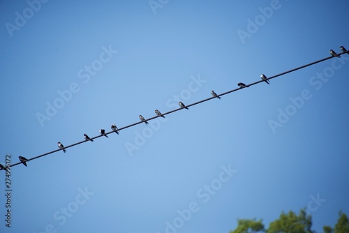 The swallow I shot in Japan in June