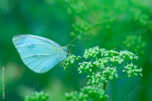 Butterfly on flower. Summer meadow with macro nature