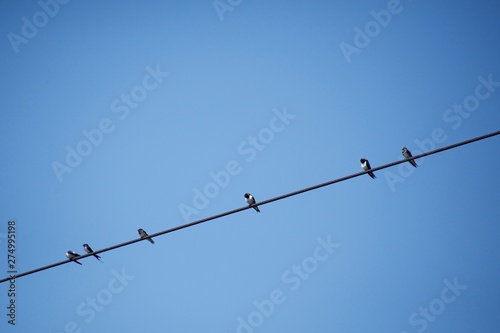 The swallow I shot in Japan in June