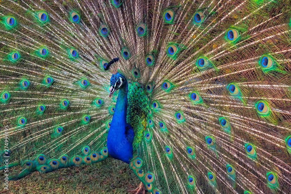 Obraz premium Peacock 1