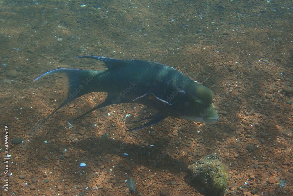 Fototapeta premium PEZ, GALÁPAGOS