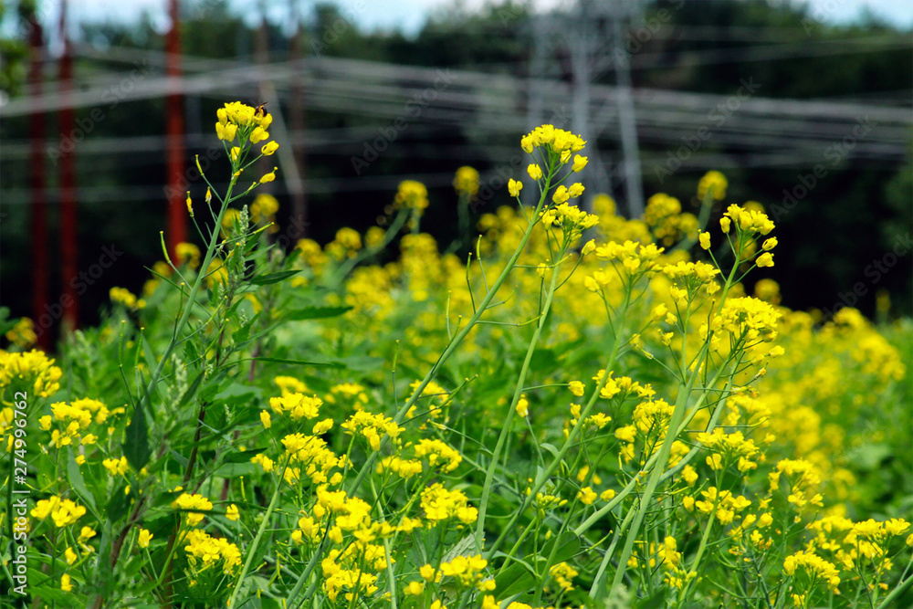 Obraz premium flower