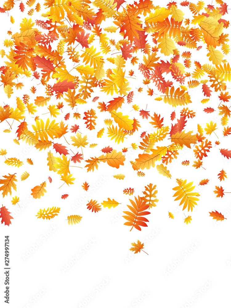 Oak, maple, wild ash rowan leaves vector, autumn foliage on white background.