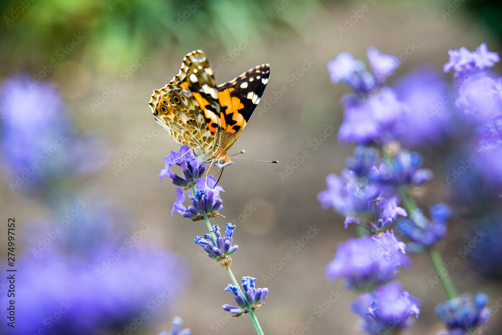 summer butterfly sitting on a purple flower summer butterfly sitting on a purple flower