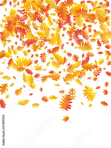 Wallpaper Mural Oak, maple, wild ash rowan leaves vector, autumn foliage on white background. Torontodigital.ca