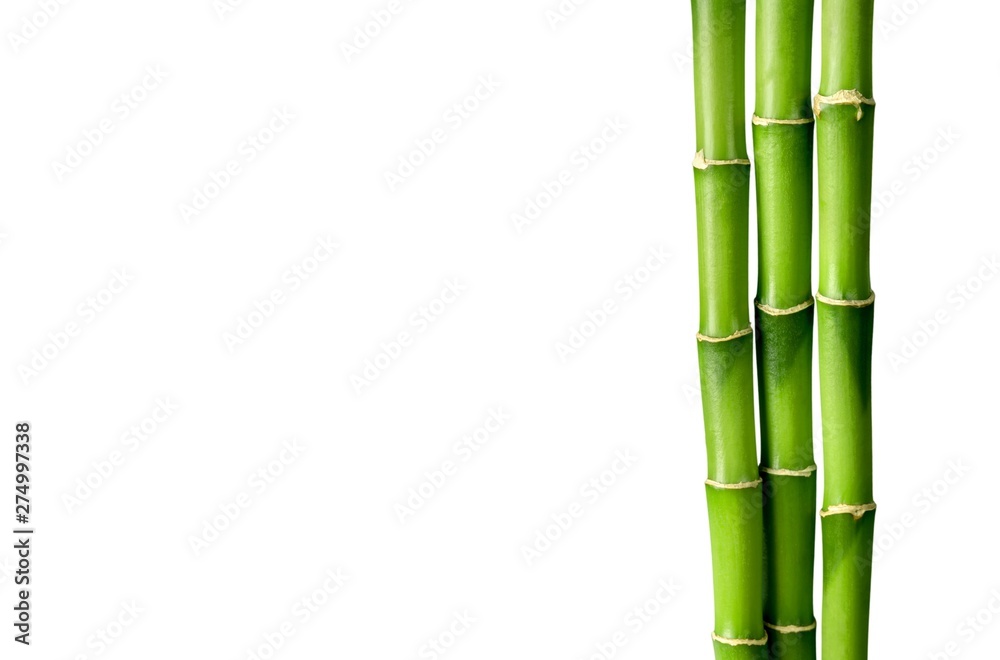 Fototapeta Wiele bambusowi badyle na białym tle