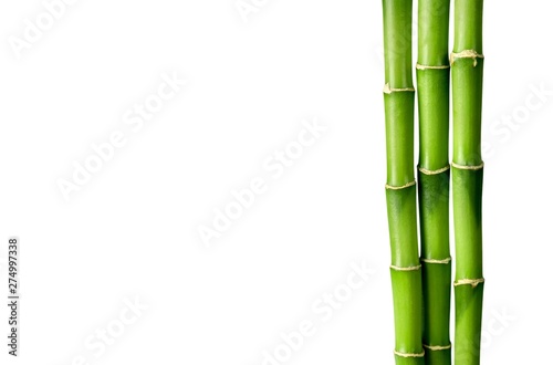 Many bamboo stalks on white background